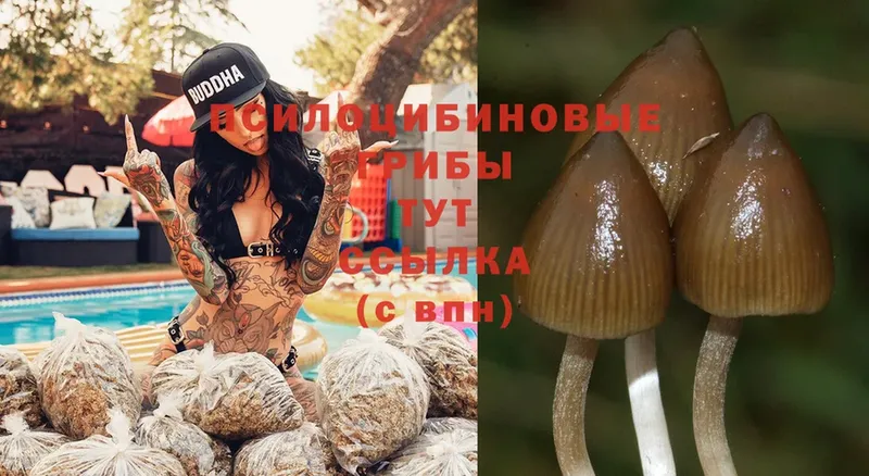 Псилоцибиновые грибы Psilocybine cubensis  Асбест 